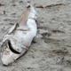 Illustration for article titled After Nearly Ten Years, the Record Industry Finally Killed Grooveshark